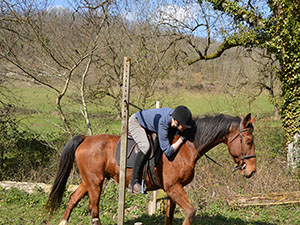 Duck on the TREC course